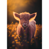 Scottish Highland Cows