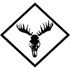 Elch-Schädel