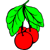 Kirschen