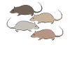 Mouse Rat Rats Mice