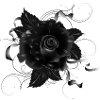 schwarze Gothic Rose mit dunklen Bändern
