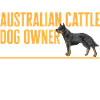 Bouvier australien Red Blue Heeler