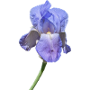 Superbe iris bleu