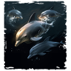 Dolphin watching