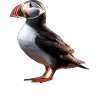 Iceland Puffin