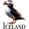 Iceland Puffin
