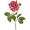 Blume
