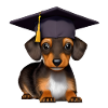 Bachelor Dachshund Graduation University