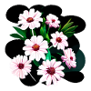 Flowers Bouquet Cosmea Plants Plant
