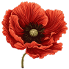 Coquelicot