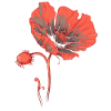Coquelicot