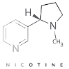 Nicotine molecule