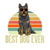 Bouvier australien Red Blue Heeler