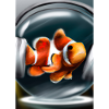 Clownfisch Kopfhörer