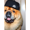 Cooler Hund mit Mütze