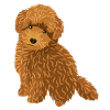 Adorable little dog