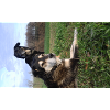 Amy und Biene