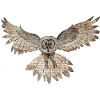 Wise Bearded Owl