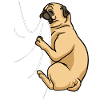 Biting Pug
