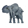 Imposanter Elefant