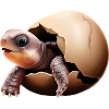 Turtle hatches from the egg