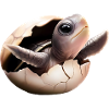 Turtle hatches from the egg