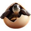 Turtle hatches from the egg