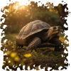 Turtles are fascinating creatures
