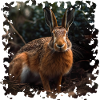 Hares have become rare