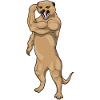 Meerkat Bodybuilder Bodybuilding