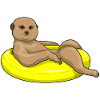Meerkat swimming lifebuoy