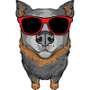 Bouvier australien Red Blue Heeler