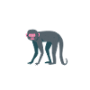 J’aime vraiment les singes ok?