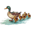 Duck family