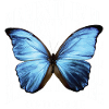 Manextlevel Butterfly