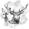Deer and doe