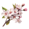 Pastel cherry blossoms