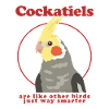 Cockatiels Bird Bird Owner Gift