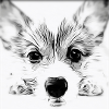 Cute dog