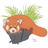 Panda roux