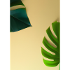 Monstera-Blätter