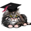 Bachelor Maine Coon Graduate Cat High School Diploma