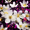 Weiße Anemonen
