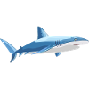 Shark Fish