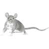 Rat Mouse Rodent Animal