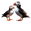ISLAND PUFFINS