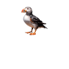 PUFFIN IN ICELAND