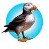 Island Puffin