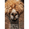 Llama Drama