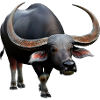 Beautiful water buffalo